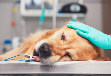 Application of ETCO2 monitor in animal clinical medicine