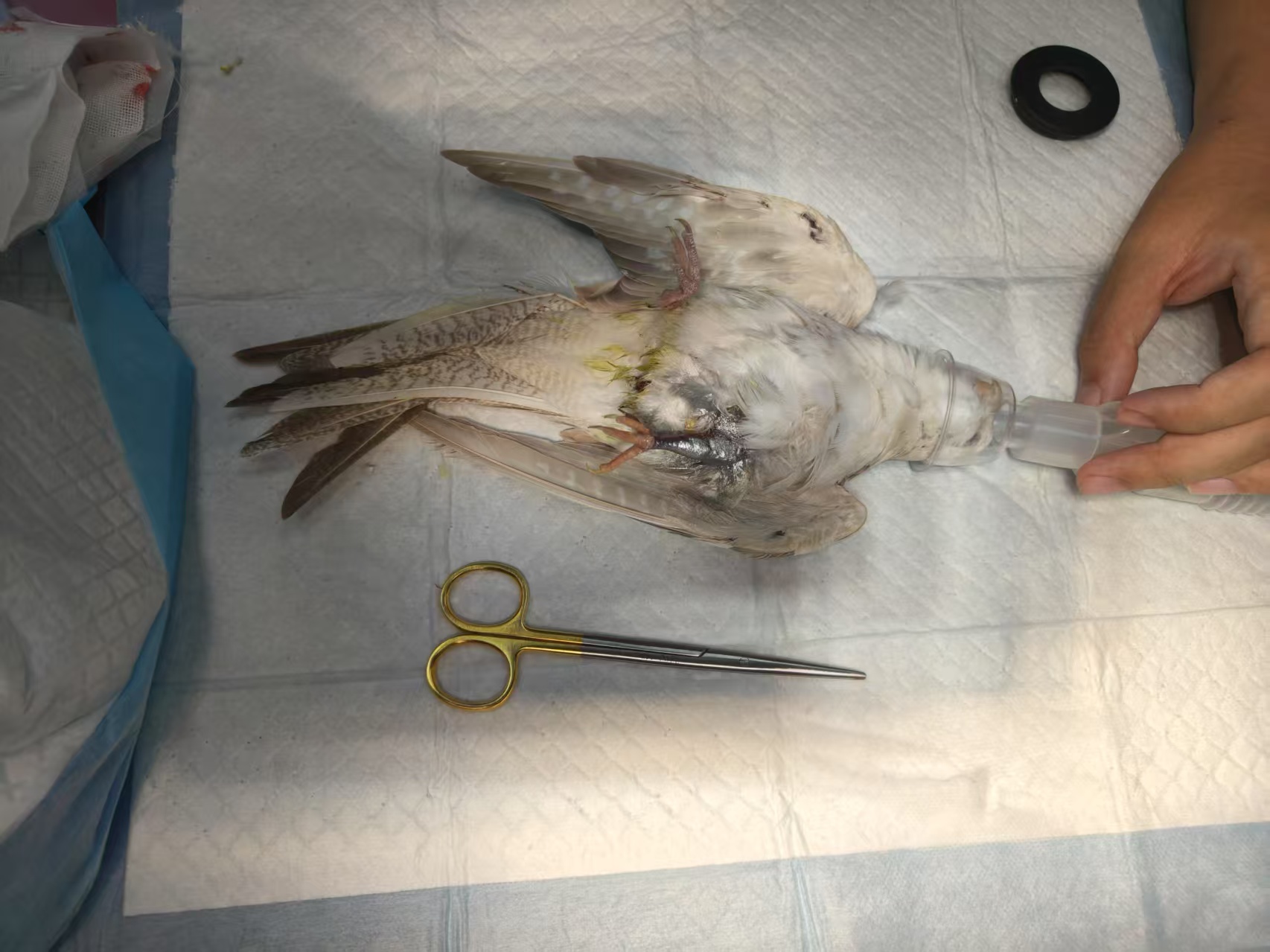​The Value and Clinical Application of End-Tidal CO₂ (ETCO₂) Monitoring in Exotic Pets